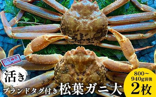 105.【活き】ブランドタグ付き松葉ガニ 大　800～940g前後　2枚◇《かに カニ 蟹 ズワイガニ》※2025年11月上旬～2026年3月上旬頃に順次発送予定