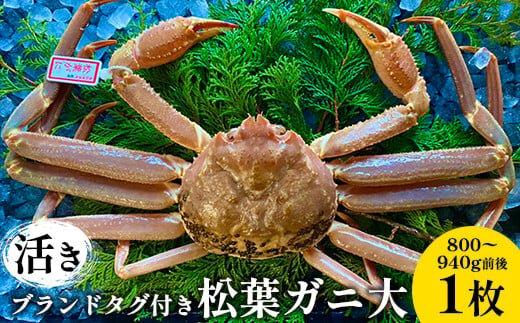 107.【活き】ブランドタグ付き松葉ガニ 大　800～940g前後　1枚《かに カニ 蟹 ズワイガニ》※2025年11月上旬～2026年3月上旬頃に順次発送予定