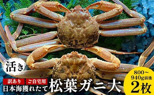 112.【活き】訳あり ご自宅用日本海獲れたて松葉ガニ 大　800～940g前後　2枚◇ ≪かに カニ 蟹 ズワイガニ≫　※2025年11月上旬～2026年3月上旬頃に順次発送予定
