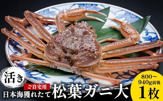 113.【活き】訳あり ご自宅用 日本海獲れたて 松葉ガニ 大　800～940g前後　1枚◇ ≪かに カニ 蟹 ズワイガニ≫　※2025年11月上旬～2026年3月上旬頃に順次発送予定
