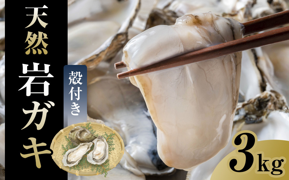 129.【先行予約】天然岩ガキ　3kg（殻付き）岩がき　牡蠣◇　※2026年6月～8月上旬頃に順次発送予定 ※北海道・沖縄・離島への配送不可