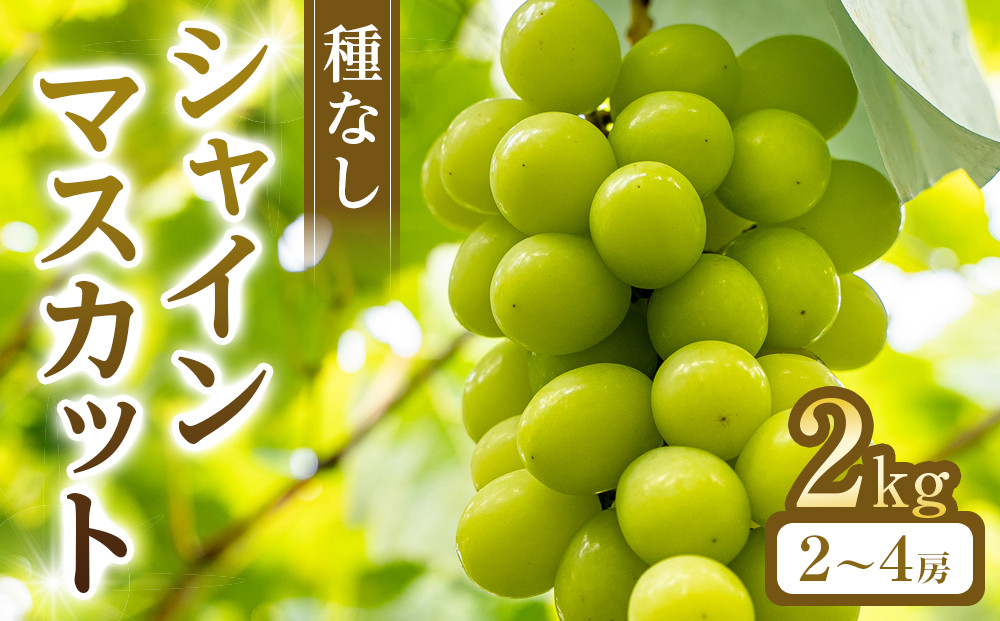 269.【先行予約】シャインマスカット(種無し)　2kg前後　※2026年8月下旬～9月下旬頃に順次発送予定