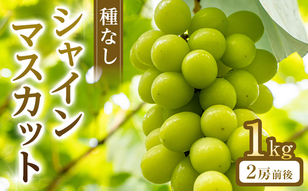 270.【先行予約】シャインマスカット(種無し)　1kg前後◇　※2026年8月下旬～9月下旬頃に順次発送予定