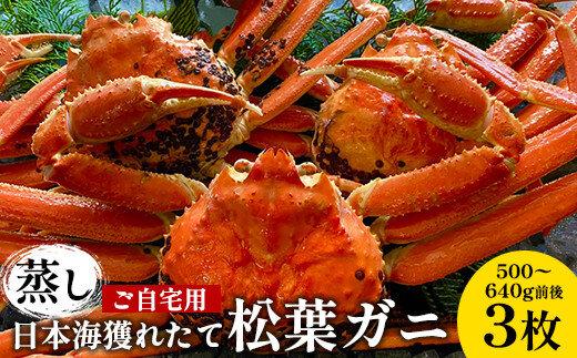 114.【蒸し】訳あり ご自宅用 日本海獲れたて松葉ガニ　500～640g前後　３枚◇《かに カニ 蟹 ズワイガニ》　※2025年11月上旬～2026年3月上旬頃に順次発送予定