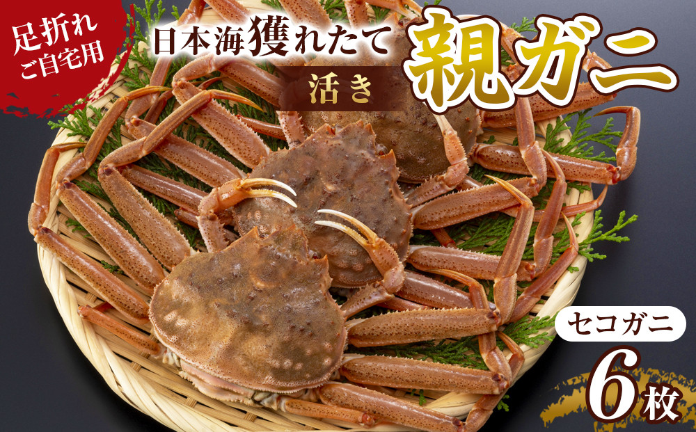 120.【活き】訳あり 足折れ ご自宅用 日本海獲れたて親ガニ（セコガニ）6枚　※2025年11月上旬～12月下旬頃に順次発送予定
