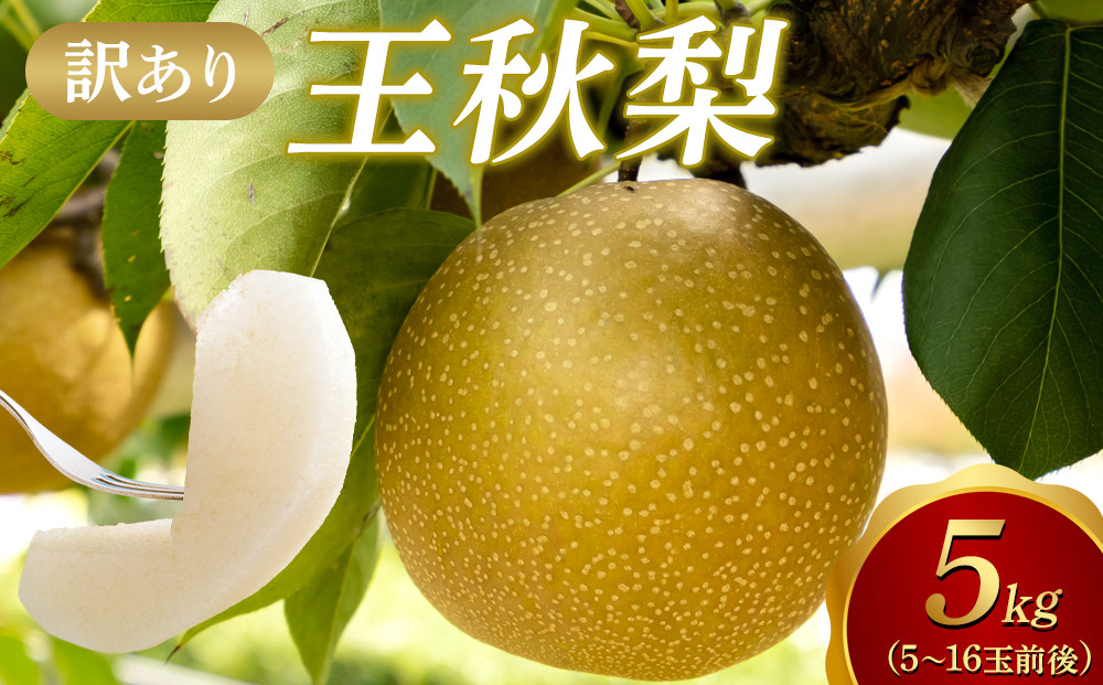 【2026年1月頃発送】【訳あり】王秋梨 ５ｋｇ　（5～16玉前後）