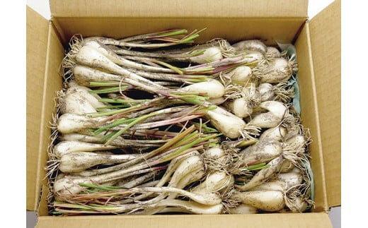 325.【特別栽培】生ラッキョウ　※2025年5月下旬～7月上旬頃に順次発送予定