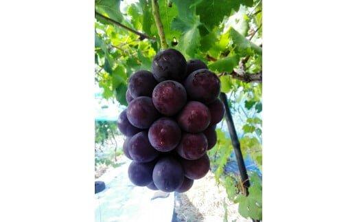 263.ブラックオリンピア（種なし）1kg以上 ※2025年8月中旬頃より順次発送予定