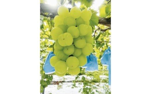 273.瀬戸ジャイアンツ（種なし）2kg前後（山本農園） ※2025年9月上旬～9月中旬頃に順次発送予定