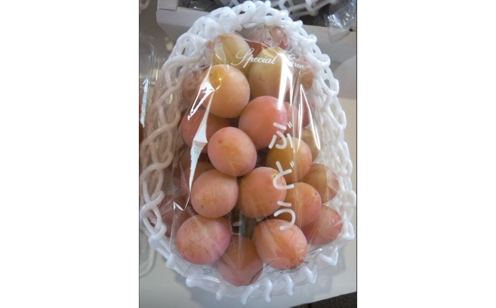 964.北条砂丘地産ぶどう クインニーナ 2房 1kg以上 果物 くだもの 葡萄 ぶどう