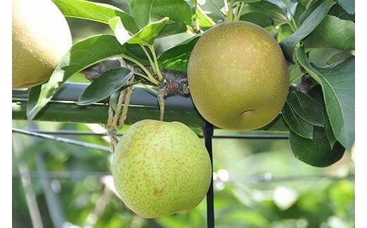 292.甘太（かんた）　５ｋｇ（ＪＡ）　※2025年9月下旬～10月上旬頃に順次発送予定