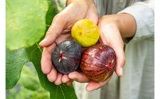 1005.生いちじく（詰め合わせ）1kg