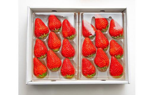 329.大玉甘熟いちご『紅ほっぺ』　※2026年1月中旬頃～2026年3月下旬頃に順次発送予定