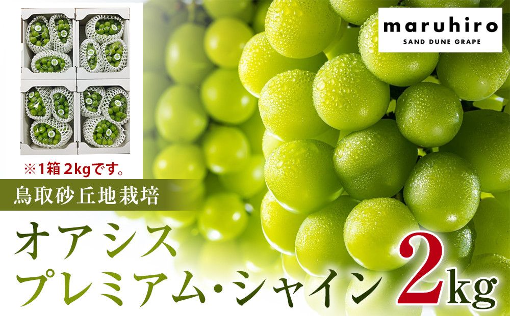 542.【先行予約】オアシス・プレミアム・シャイン 2kg（鳥取砂丘地栽培） ｜ シャインマスカット 葡萄 ぶどう 産地直送 フルーツ 果物 甘い 人気 ※2026年8月下旬頃～10月下旬頃に順次発送