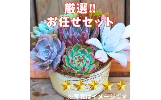 731【厳選株】【農場直送】多肉植物エケベリア ぷっくり充実株!! おまかせ7品種セット※着日指定不可※北海道・沖縄・離島への配送不可