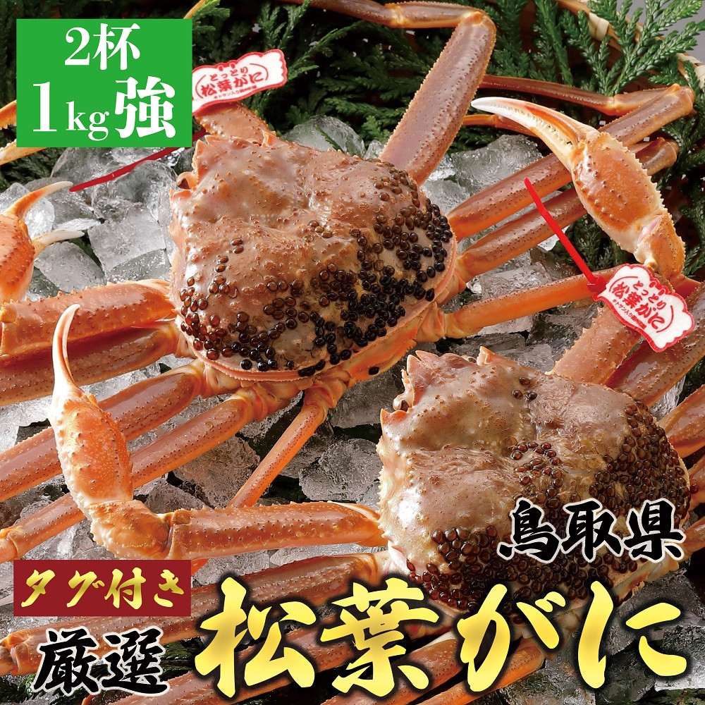 755.【活】【2025年12月～2026年1月発送】特撰 松葉がに【ブランドタグ付き】 特大2杯（1kg超×2杯）