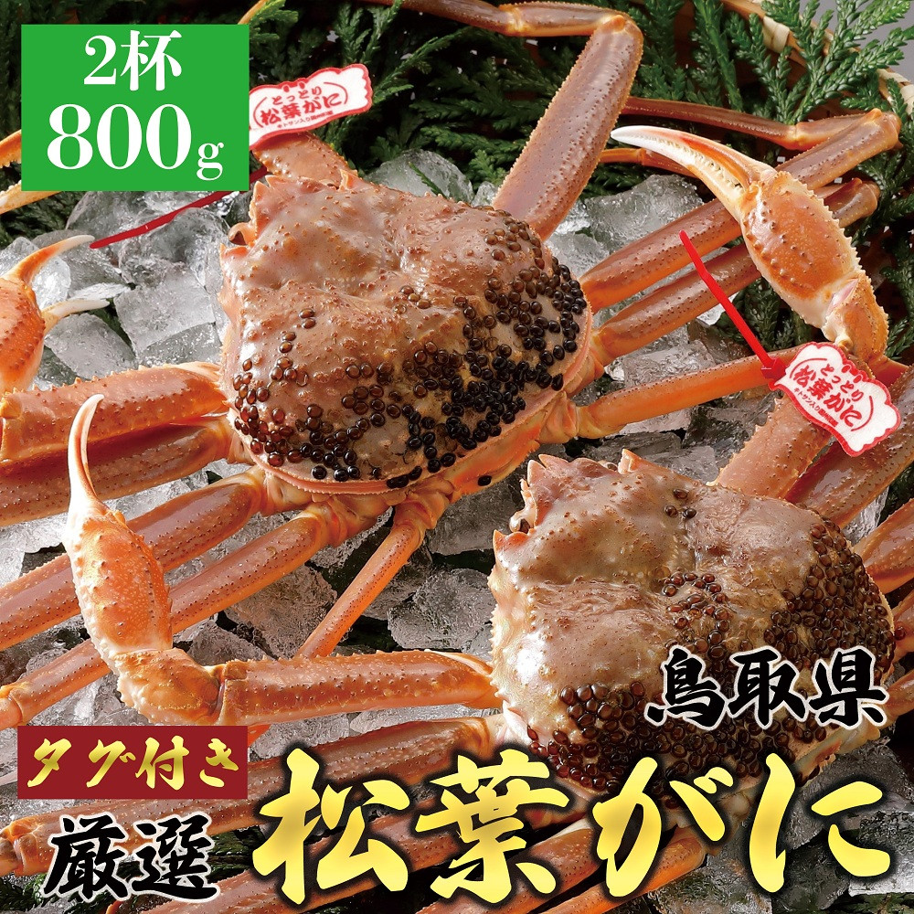 761.【活】≪2025年12月～2026年1月発送≫ 特撰 松葉がに【ブランドタグ付き】（800g超×2杯）