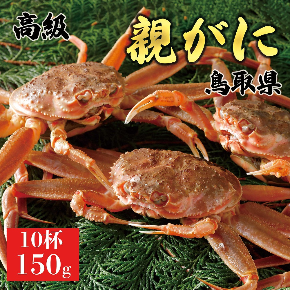 1064.【2025年12月発送】鳥取県産 特撰 親がに 姿【セコガニ】（なま）150g　10杯