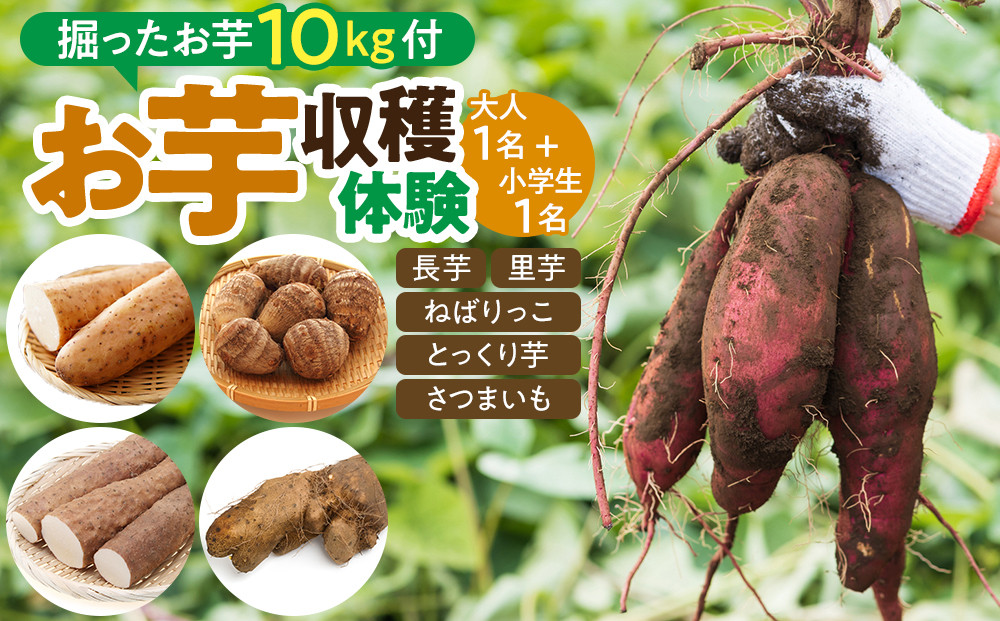 1285.【要予約 親子用（大人1名様+小学生1名様）】北栄町 お芋収穫体験　長芋・ねばりっこ・とっくり芋・里芋・さつまいも　掘ったお芋5kg×2名様分付き