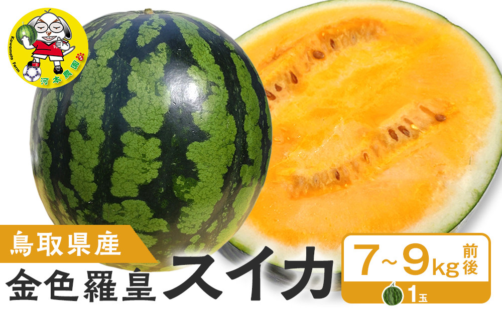 1116.鳥取県産 金色羅皇スイカ 1玉 7-9キロ前後（こちらの返礼品は、大栄西瓜ではありません）