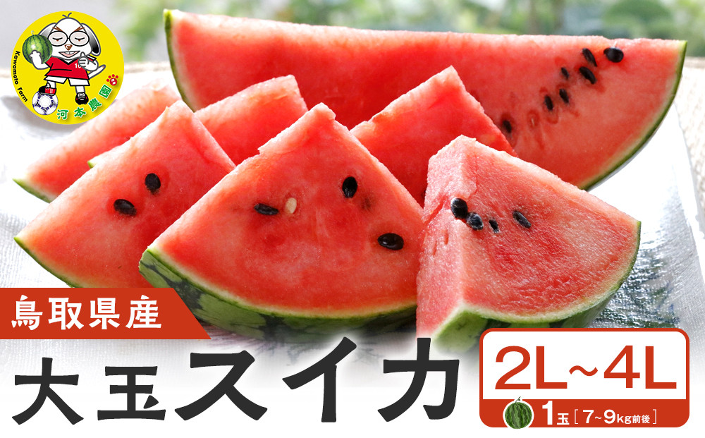 1117.鳥取県産 大玉スイカ 1玉 7-9キロ前後2L-4Lサイズ（こちらの返礼品は、大栄西瓜ではありません）