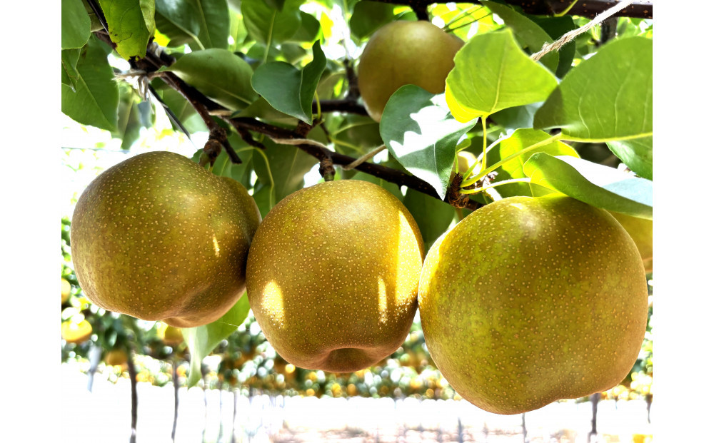 1256.【2026年度発送先行予約】数量限定　新甘泉　3kg