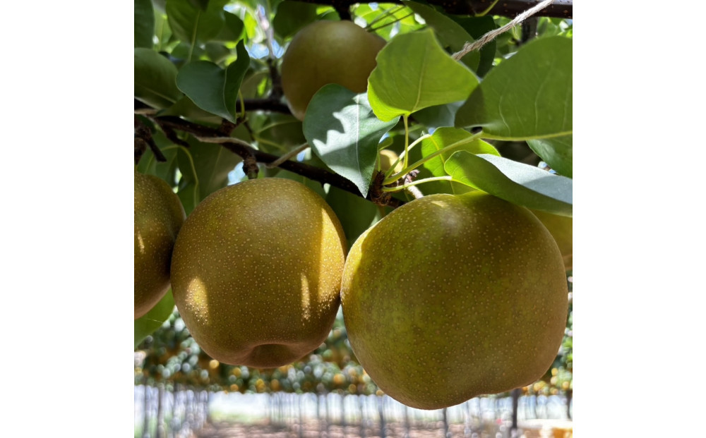 1255.【2026年度発送先行予約】訳あり　新甘泉　3kg