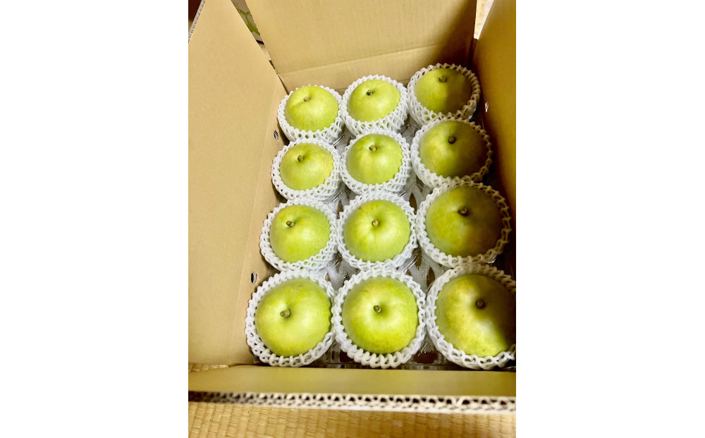 1264.【2026年度発送先行予約】訳あり　二十世紀梨　5kg