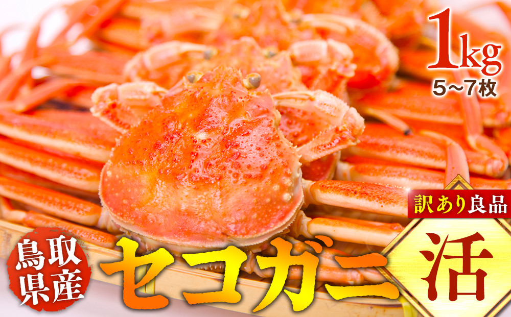 【活】鳥取県産　セコガニ　訳あり良品　1ｋg(5～7枚)《かに カニ 蟹 セコガニ※2025/11/6～2025/12/25に順次発送予定※着日指定不可  離島不可（北海道、沖縄本島は配送可能）