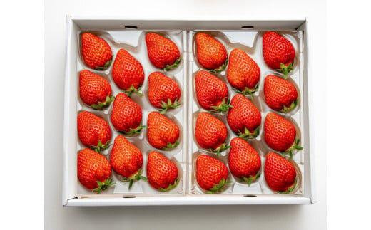 330.希少いちご『とっておき』　※2026年1月中旬頃～2026年3月下旬頃に順次発送予定