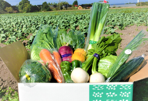 新鮮朝採れ野菜　お手頃セット【 新鮮野菜 6~8種類 季節 旬 野菜 果物 詰め合せ 国産 おまかせ ミニセット 葉物 根菜 冷蔵 野菜室 加工品 鳥取県産 季節限定 山菜 加工品】