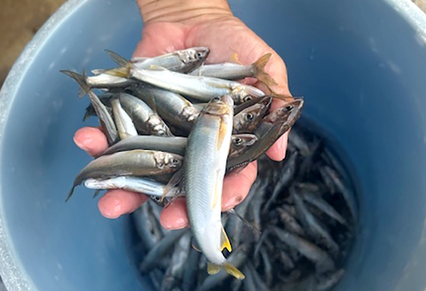 日野川育ちの「夏香鮎」小鮎（約10㎝）瞬間冷凍 1kg