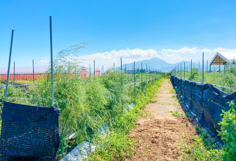 きのこの廃菌床で育てたアスパラガス１年苗【家庭菜園 苗 アスパラガス ウェルカム 多年草】