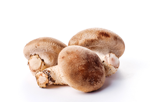 おうちで楽しむ　しいたけ栽培キット　きのこっ家【きのこ しいたけ 栽培 キット 菌床 1個】