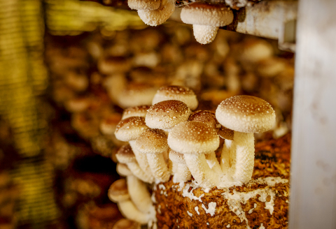 オーガニック菌床しいたけ200g×6袋【椎茸 オーガニック 菌床 野菜 きのこ キノコ】