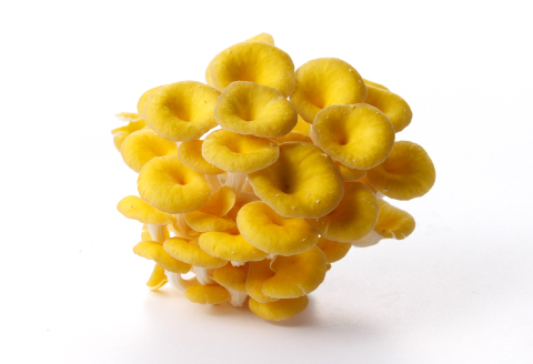 おうちで楽しむ たもぎたけ栽培キット きのこっ家【きのこ たもぎたけ タモギタケ 栽培 キット 菌床 1個 鳥取県 日吉津村】