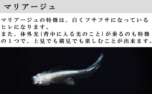 メダカ　マリアージュ　2ペア【メダカ めだか オス メス ペア 4匹 マリアージュ セット ペット 鳥取県 日吉津村】