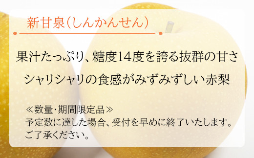 鳥取県産 新甘泉梨　5kg