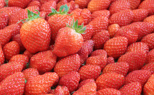 【先行予約】鳥取県産いちご かおりの 15粒（ギフト箱入）