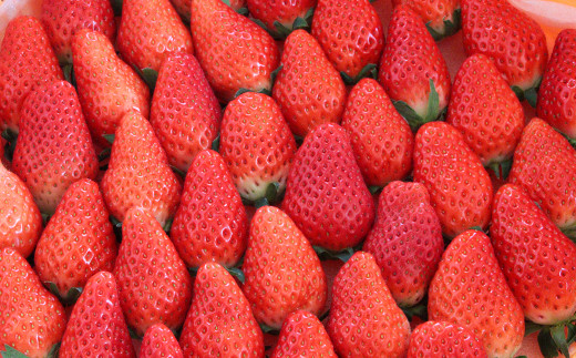 OT02：鳥取県産いちごあきひめ　ギフト箱　15粒