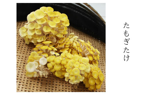 【3回定期便】オーガニックきのこ 5種 定期便