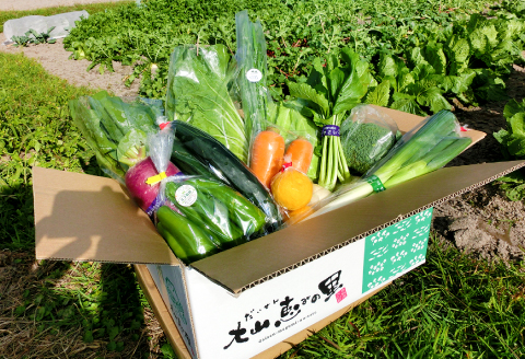 新鮮朝採れ野菜　お手頃セット【 新鮮野菜 6~8種類 季節 旬 野菜 果物 詰め合せ 国産 おまかせ ミニセット 葉物 根菜 冷蔵 野菜室 加工品 鳥取県産 季節限定 山菜 加工品】