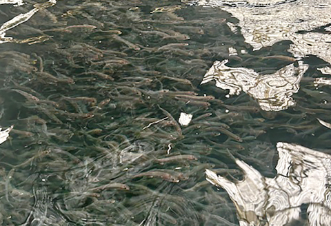 日野川育ちの「夏香鮎」瞬間冷凍1kg(約12～14尾）【鮎 冷凍 1kg 国産 アユ あゆ 魚 魚介 海鮮 養殖 川魚 塩焼き 甘露煮 煮凝り 素揚げ 天ぷら 鳥取県 日吉津村 日野川 日本海】