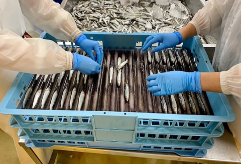 日野川育ちの「夏香鮎」小鮎（約10㎝）瞬間冷凍 1kg