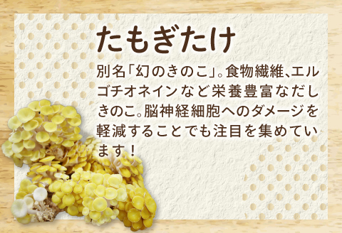 オーガニックきのこバラエティ小セット約800g（5種9パック入）