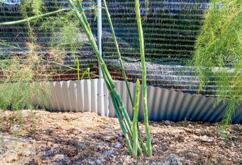 きのこの廃菌床で育てたアスパラガス１年苗【家庭菜園 苗 アスパラガス ウェルカム 多年草】