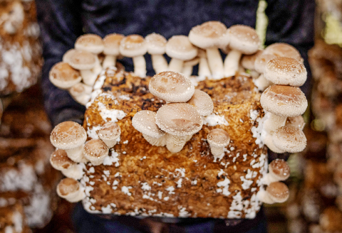 おうちで楽しむ　しいたけ栽培キット　きのこっ家【きのこ しいたけ 栽培 キット 菌床 1個】