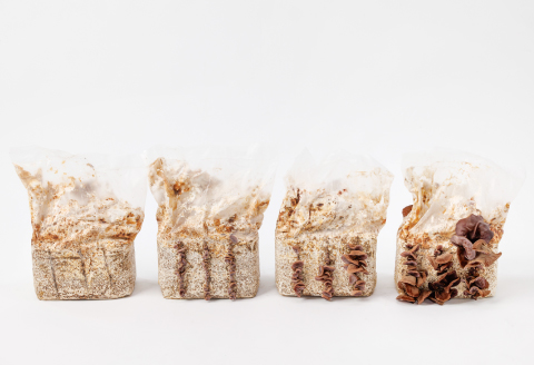 おうちで楽しむ　きくらげ栽培キット　きのこっ家【きのこ きくらげ 木耳 栽培 キット 菌床 1個】