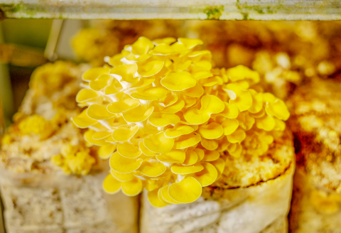 プロが厳選！オーガニックきのこ３種盛り(1kg)【しいたけ きくらげ ひらたけ たもぎたけ なめこ 黒あわびたけ やまぶしたけ おまかせ 厳選】