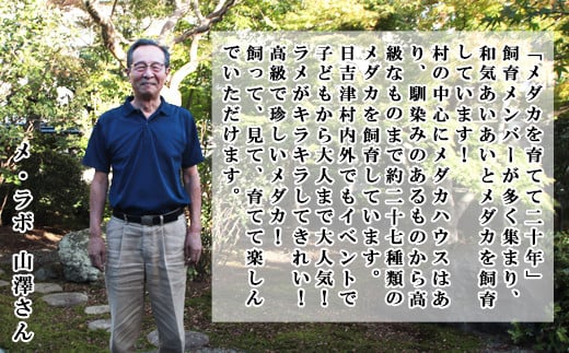 メダカ厳選おまかせセット